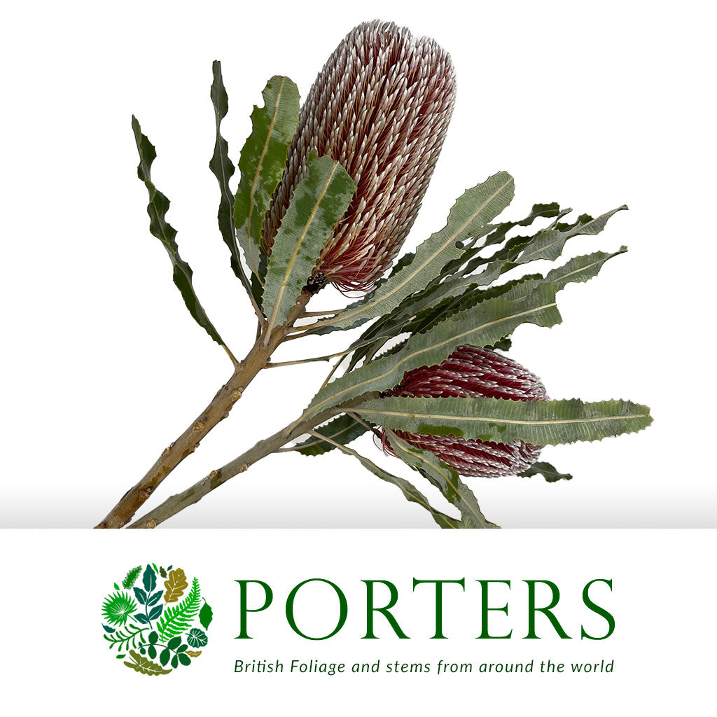 Protea &#39;Banksia&#39; (Menziesii) (Various Lengths)
