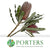 Protea 'Banksia' (Menziesii) (Various Lengths)