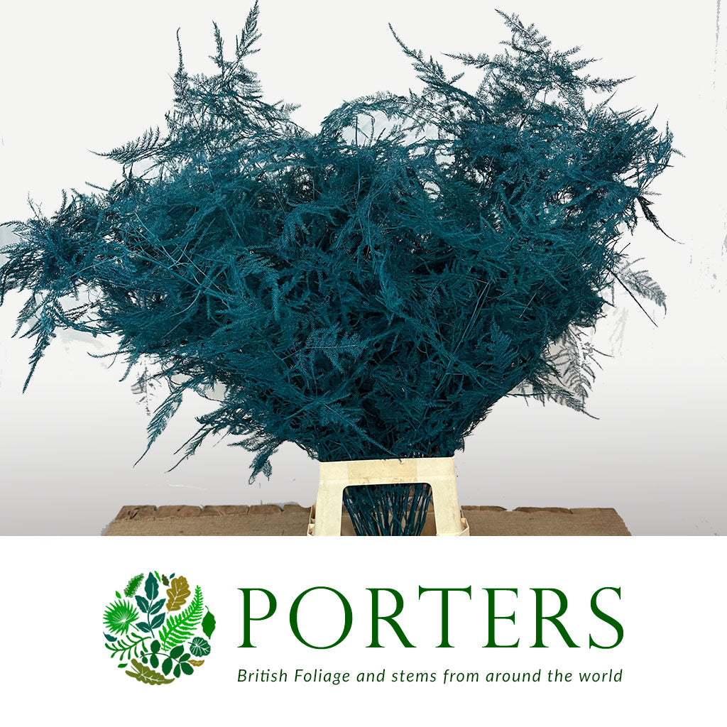 Fern 'Asparagus' (Painted) 85cm (Various Colours) (x50)