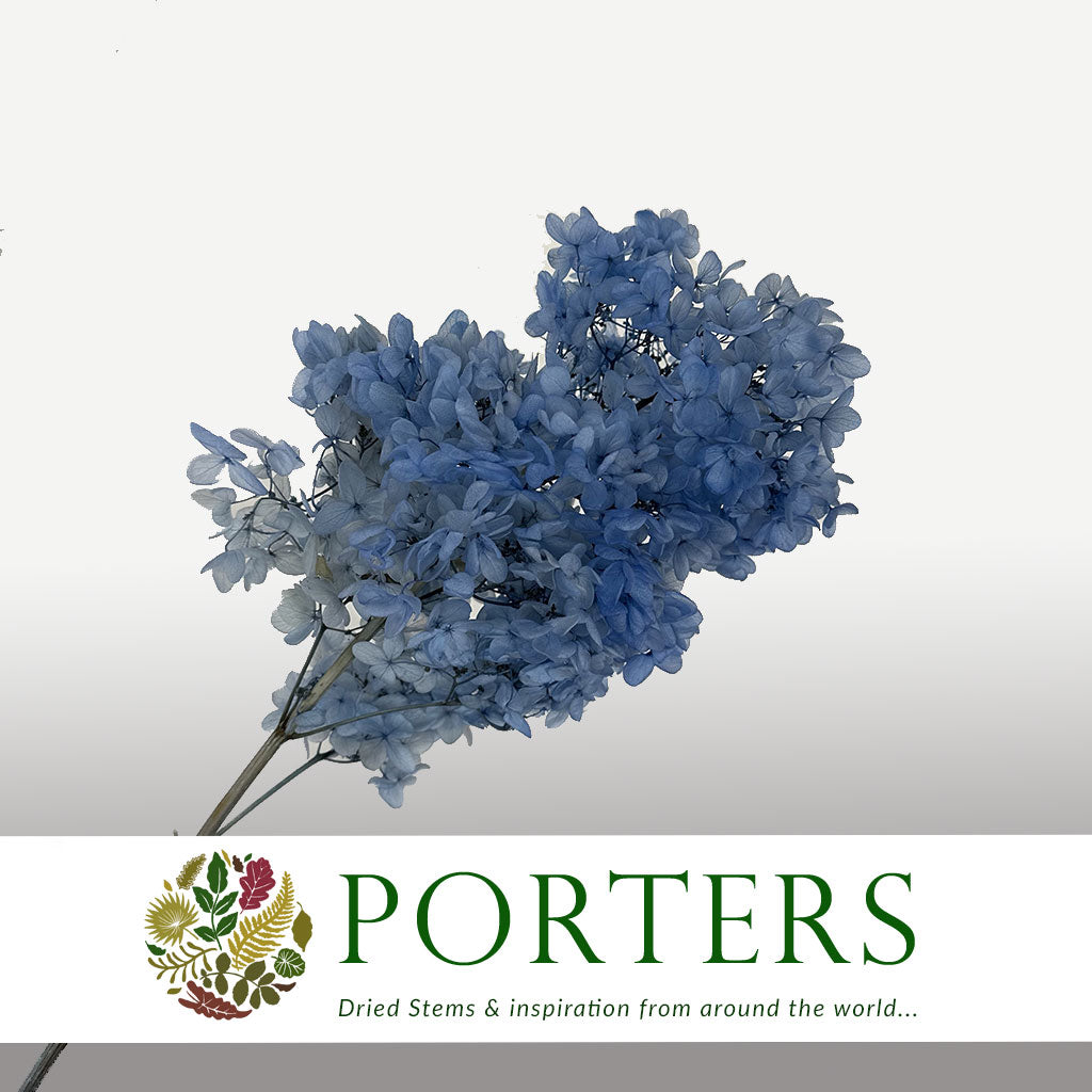Hydrangea Flower &#39;Anna&#39; 70cm (Various Colours) (Bleached) (DRY)