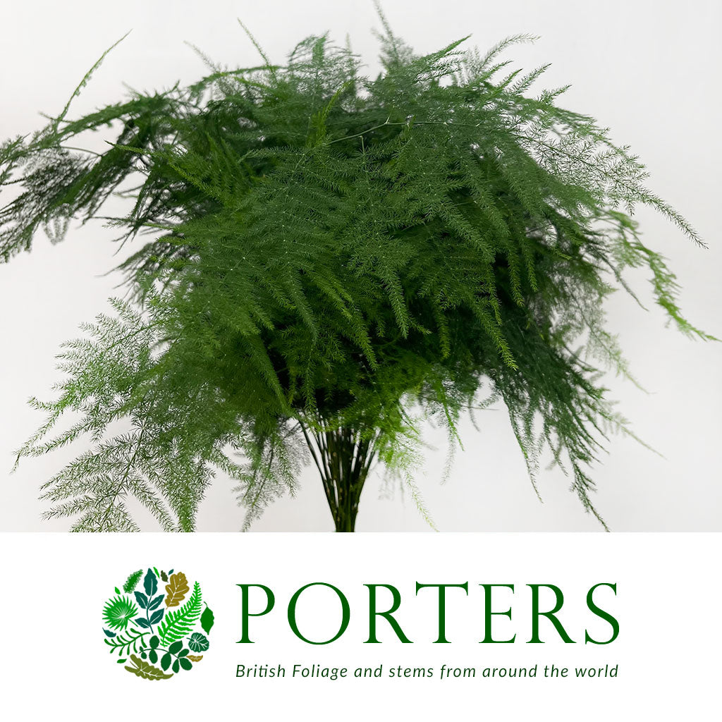 Fern 'Asparagus' (Various Lengths)