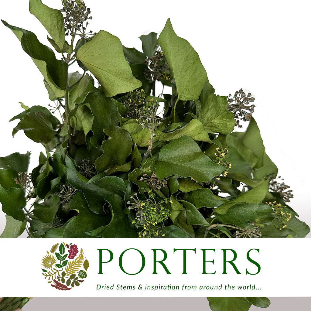 Ivy &#39;Green with Berries&#39; (Presserved) DRY 45cm (160g)