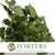 Ivy 'Green with Berries' (Presserved) DRY 45cm (160g)
