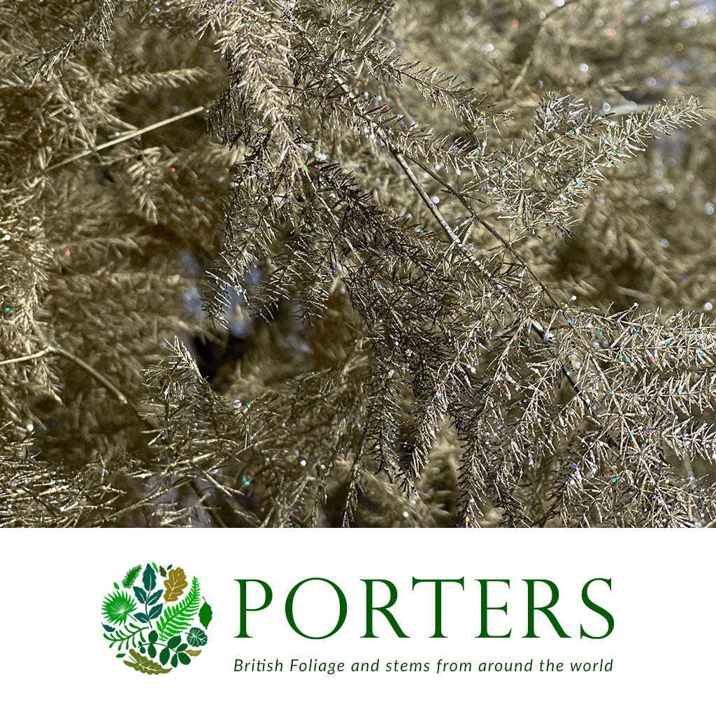 Fern &#39;Asparagus&#39; (Painted/Glitter) 85cm (Various Colours) (x50)