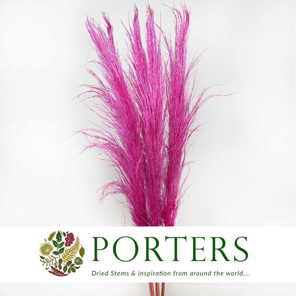 Grass 'Pampas' (Evita) (Various Colours) (DRY) 120cm (x5)