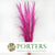 Grass 'Pampas' (Evita) (Various Colours) (DRY) 120cm (x5)