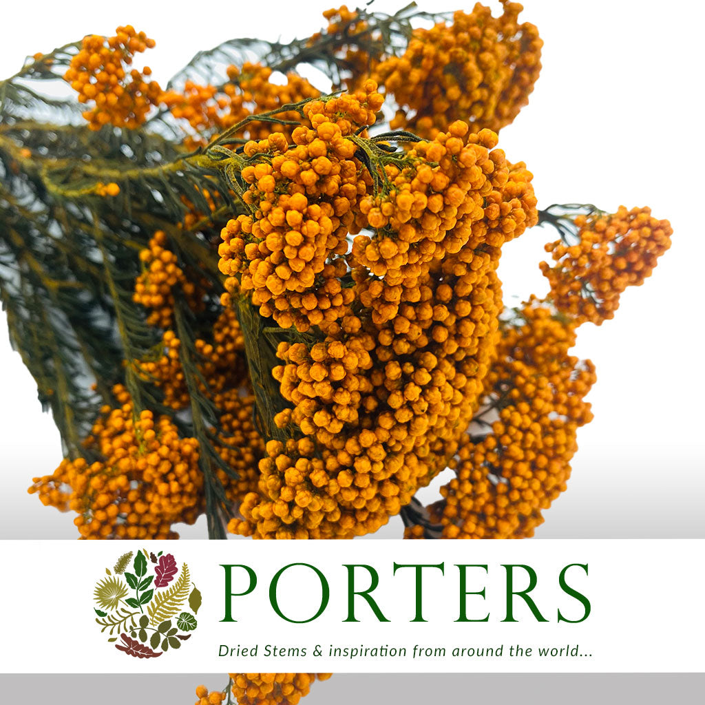 Rice Flower (Various Colours) (DRY) 70cm (100g)