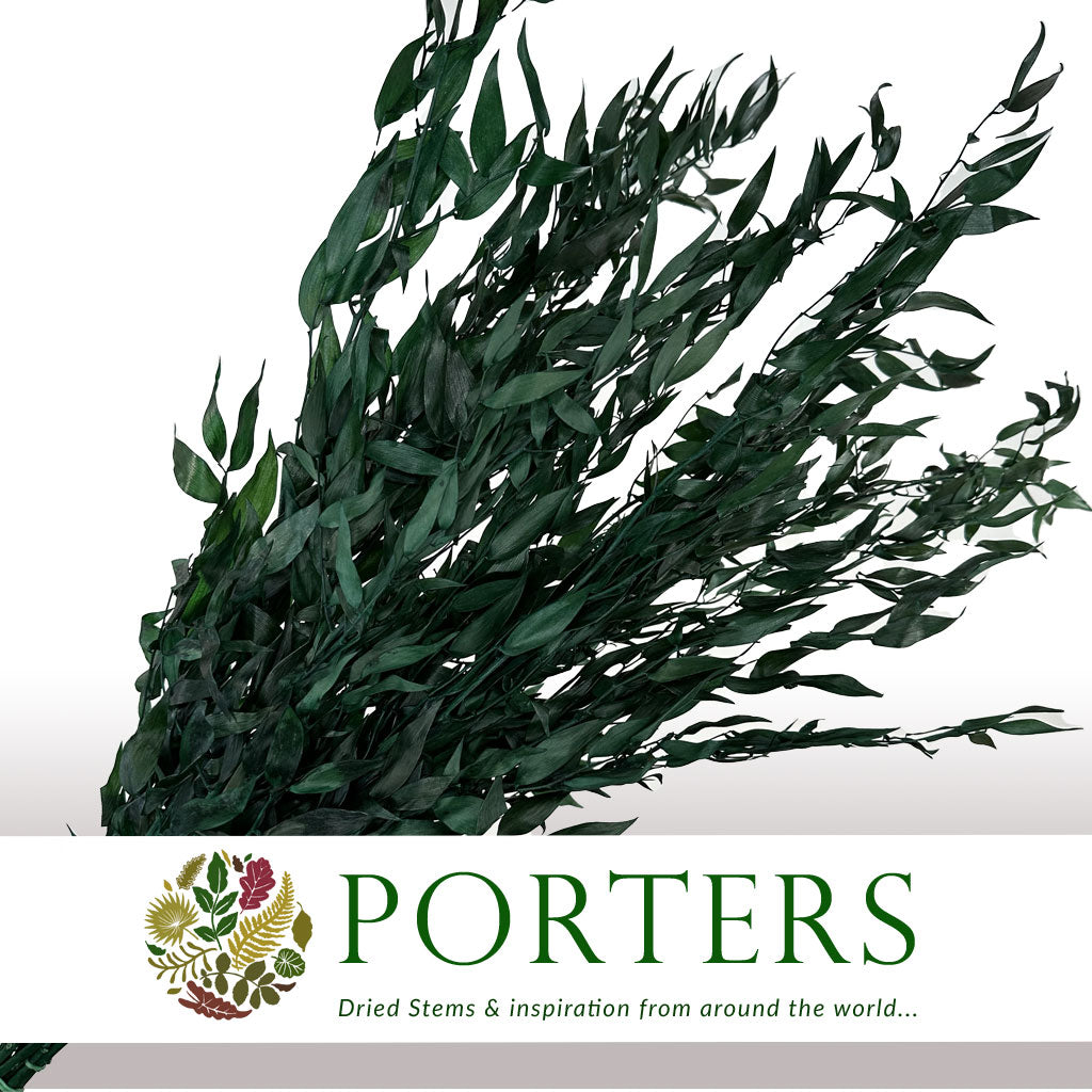 Ruscus &#39;Trailing&#39; (Preserved Green) (DRY) 60cm (150g)