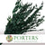 Ruscus 'Trailing' (Preserved Green) (DRY) 60cm (150g)