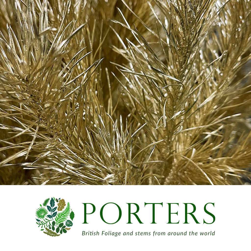 Pine Stems Painted (Various Colours) &#39;Alaskan Pine&#39; 130-150cm (Per stem)