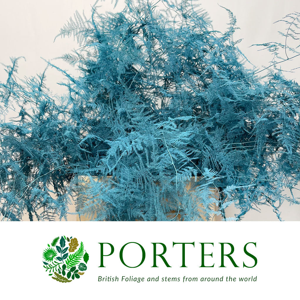 Fern 'Asparagus' (Painted) 85cm (Various Colours) (x50)