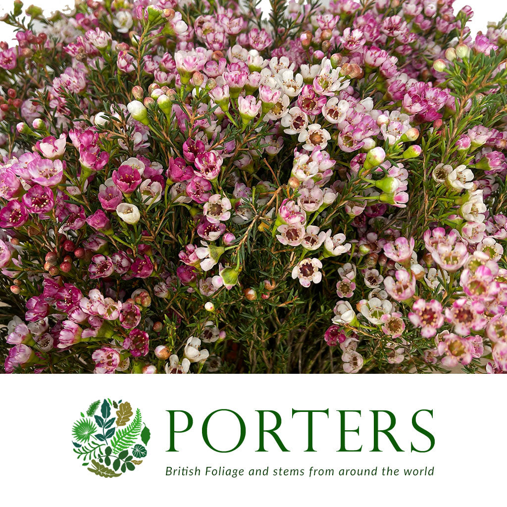 Wax Flower &#39;Ella Roze&#39; (Various Lengths)