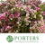 Wax Flower 'Ella Roze' (Various Lengths)