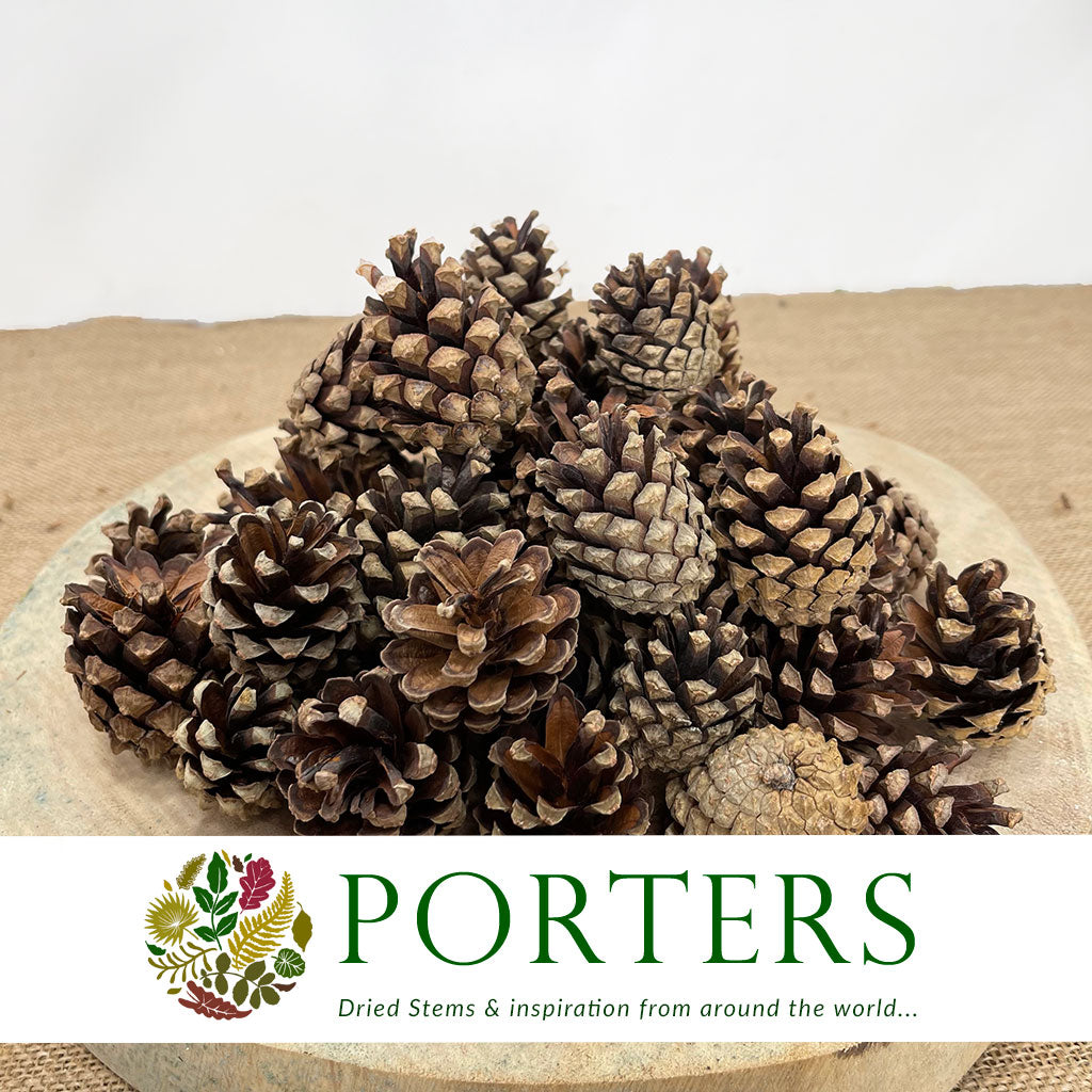 Cones &#39;Silvester&#39; (Natural) (DRY) (Various Sizes)