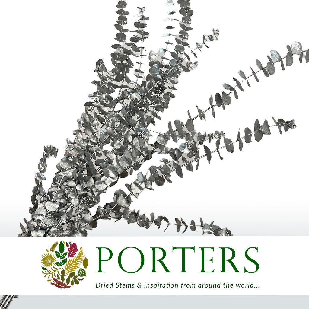 Eucalyptus 'Baby Blue' (Preserved & Painted) (DRY) (Various Colours)