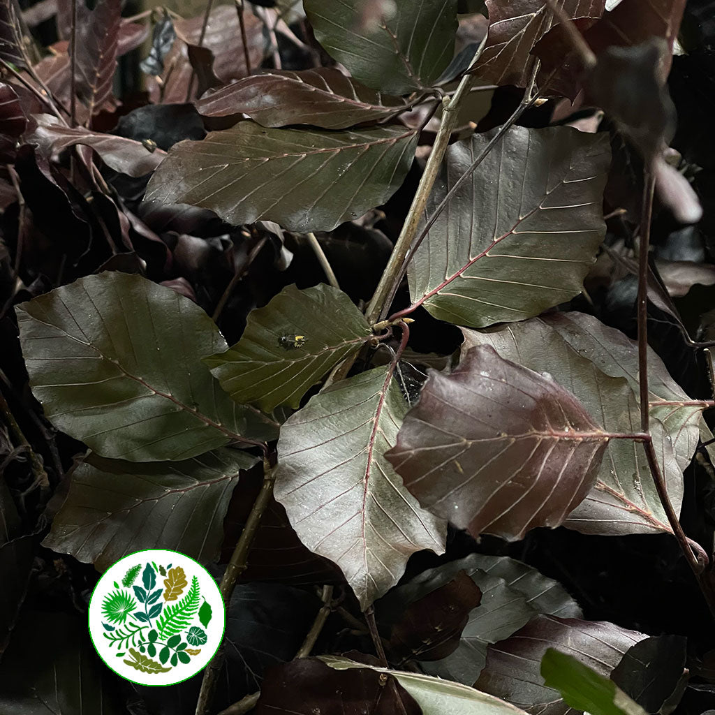 Beech &#39;Copper Beach&#39; (Wild) (Various Sizes)