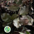 Beech 'Copper Beech' (Wild) (Various Sizes)