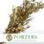 Ruscus 'Trailing' (Preserved & Painted) (DRY) (Various Colours)