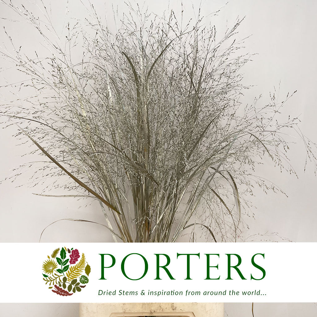 Grass &#39;Panicum&#39; (Painted) (Fountain Grass) (Various Colours)