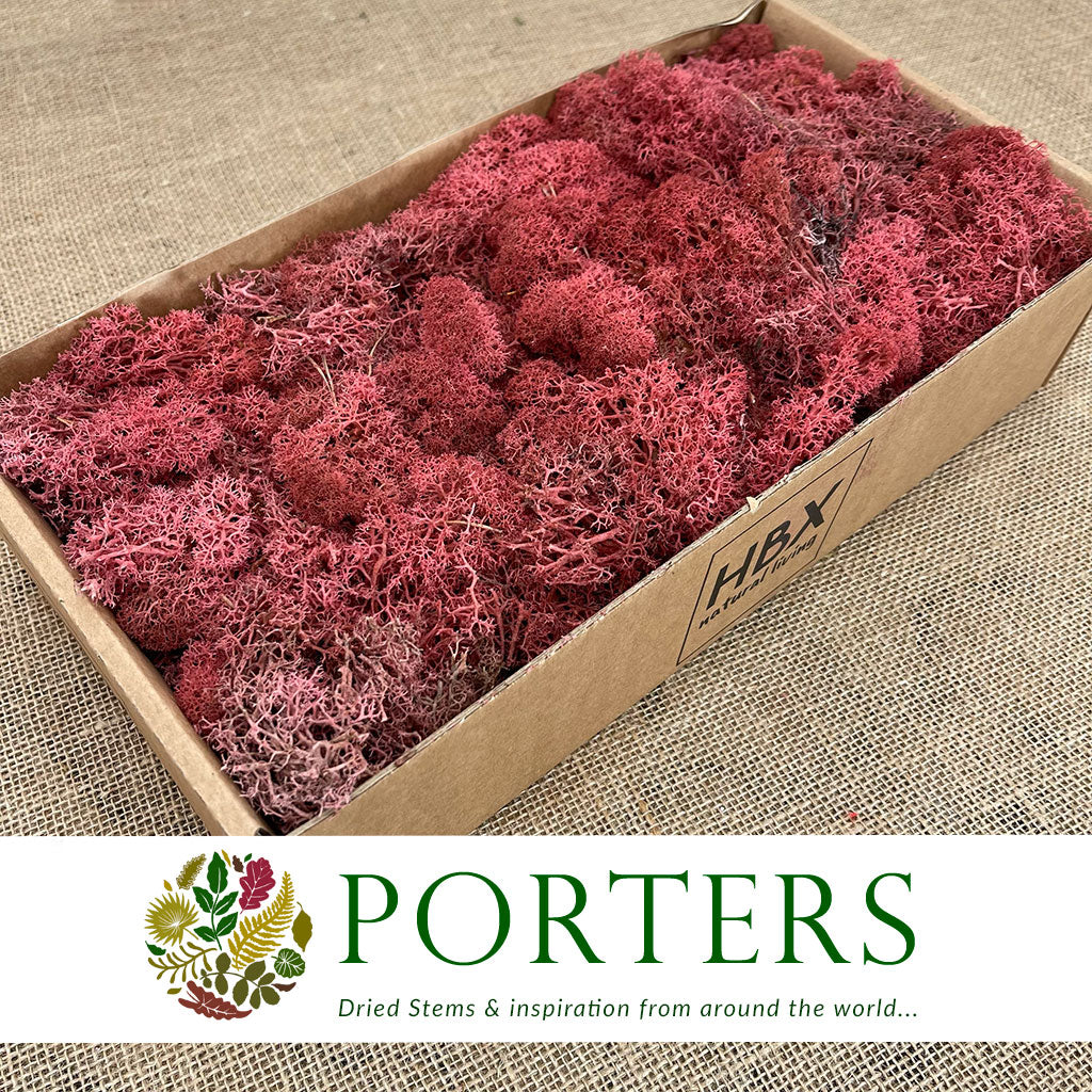 Moss 'Reindeer' (DRY) (Various Colours) (500g)