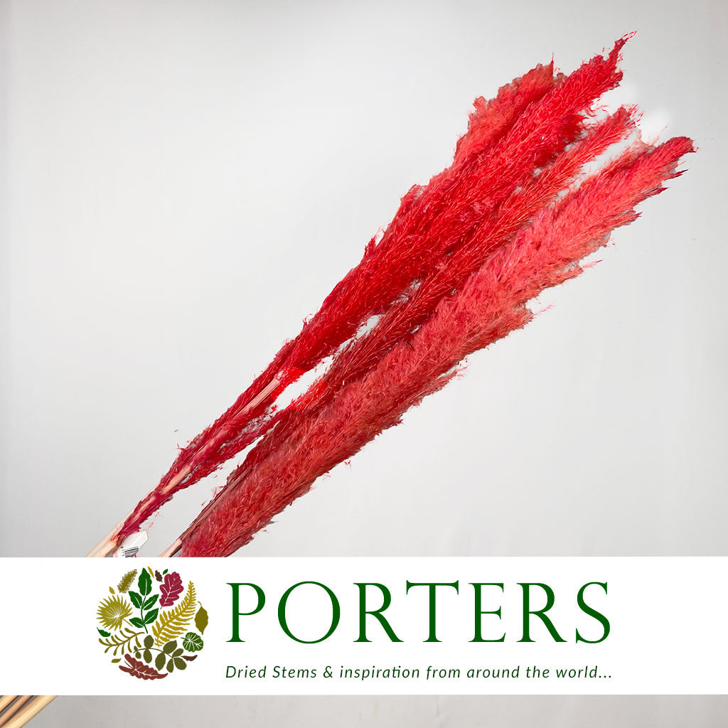 Grass 'Pampas' (Dadang) (Coloured) (DRY) (Various Sizes)