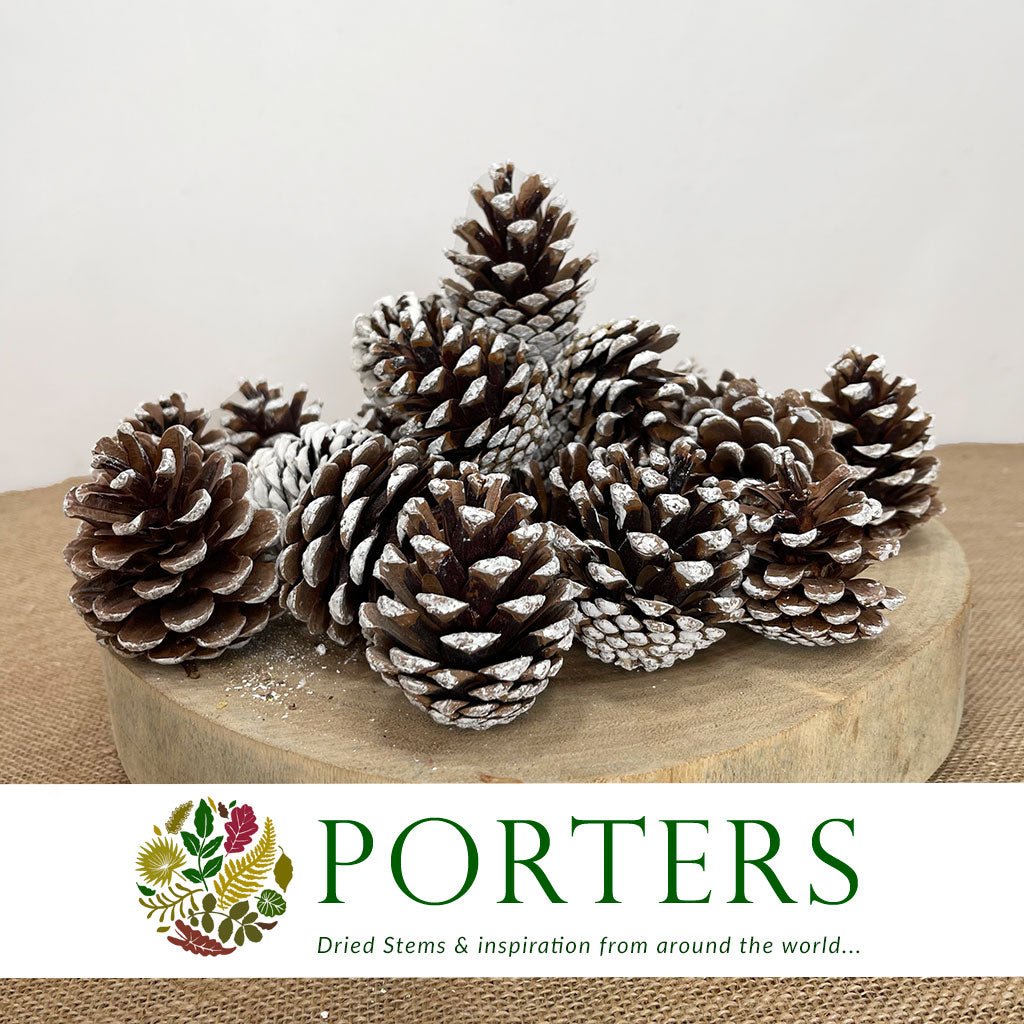 Cones 'Nigra' (Painted) (DRY) (Various Colours)