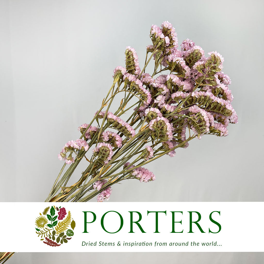Statice 'Flower' (Various Colours) (DRY) 70cm