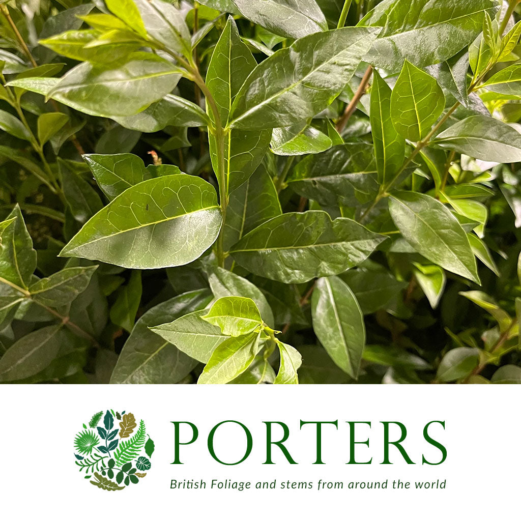 Privet &#39;Foliage&#39; (Green) (Wild) (Various Sizes)