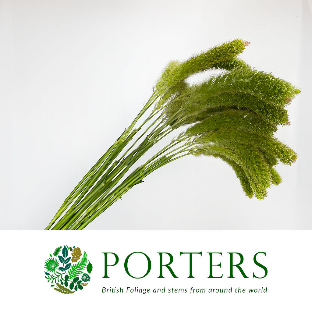 Setaria Italica &#39;Volle Melk&#39; Grass (Various Lengths)