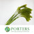 Setaria Italica 'Volle Melk' Grass (Various Lengths)