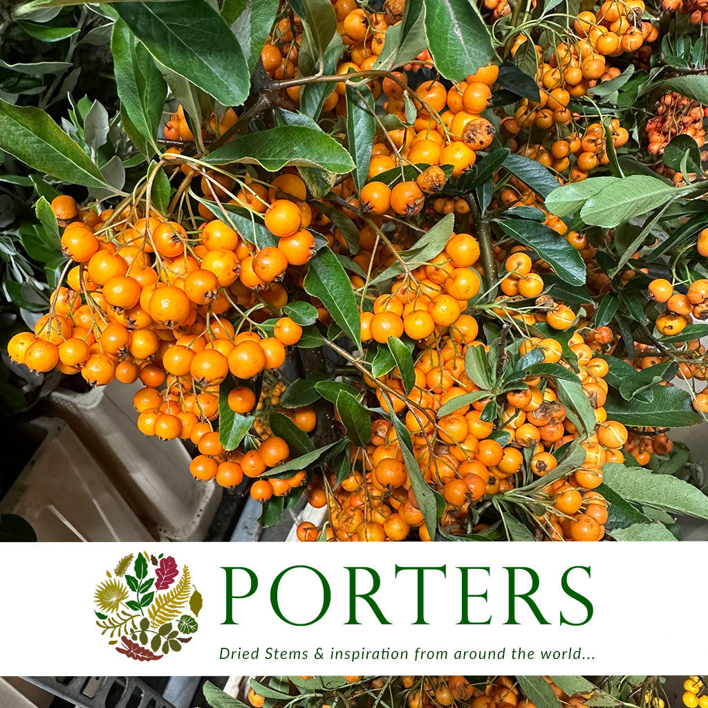 Pyracantha &#39;Berried&#39; (Wild) (Various Sizes)