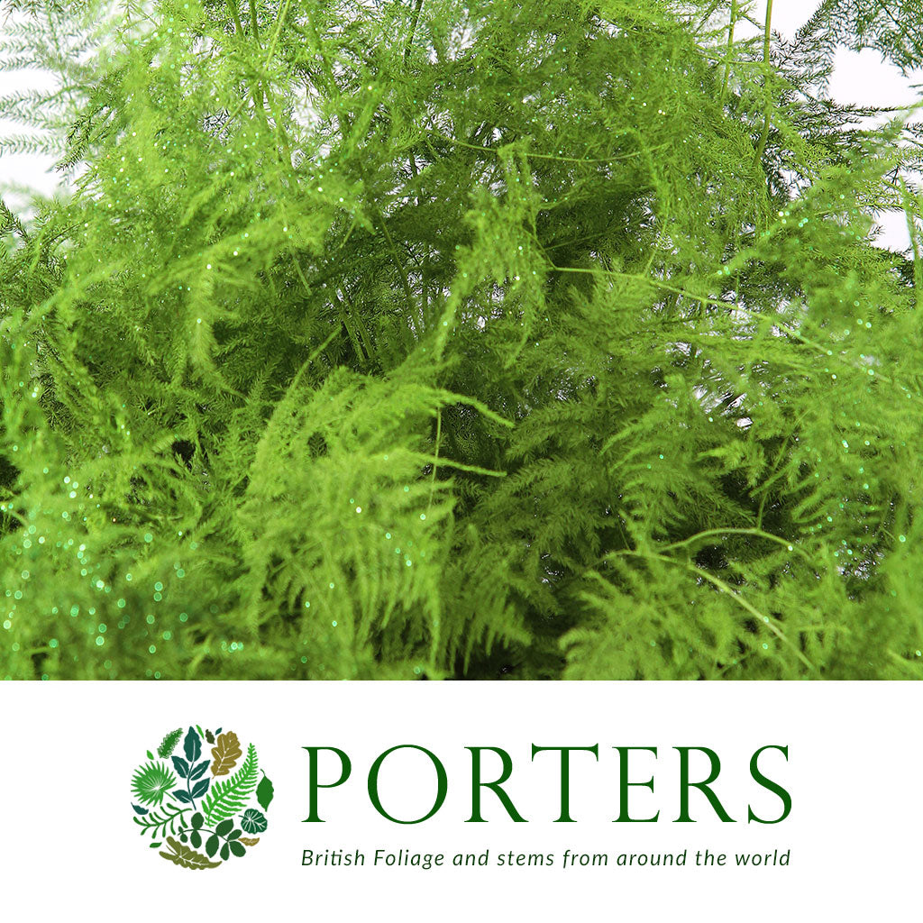 Fern &#39;Asparagus&#39; (Painted/Glitter) 45cm (Various Colours) (x50)