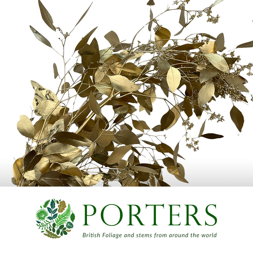 Eucalyptus 'Populus Berried' (Painted) (Various Colours) (200g)