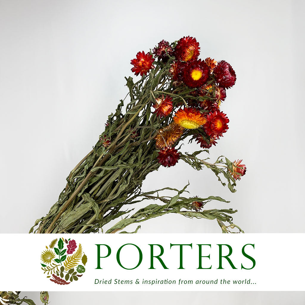 Helichrysum 'Flower' (DRY) (Various Colours) 50cm