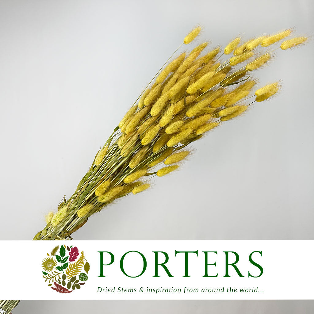 Grass 'Lagurus' (Painted/Dried) (DRY) (Various Colours)