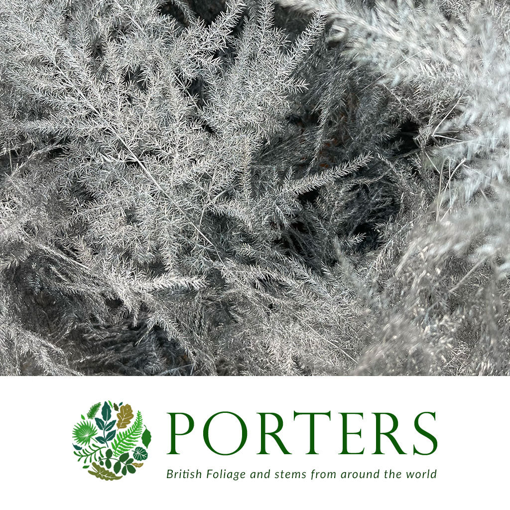 Fern 'Asparagus' (Painted) 65cm (Various Colours) (x50)