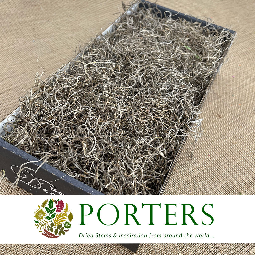 Moss &#39;Spanish Moss&#39; (DRY) (Natural) (Various Sizes)