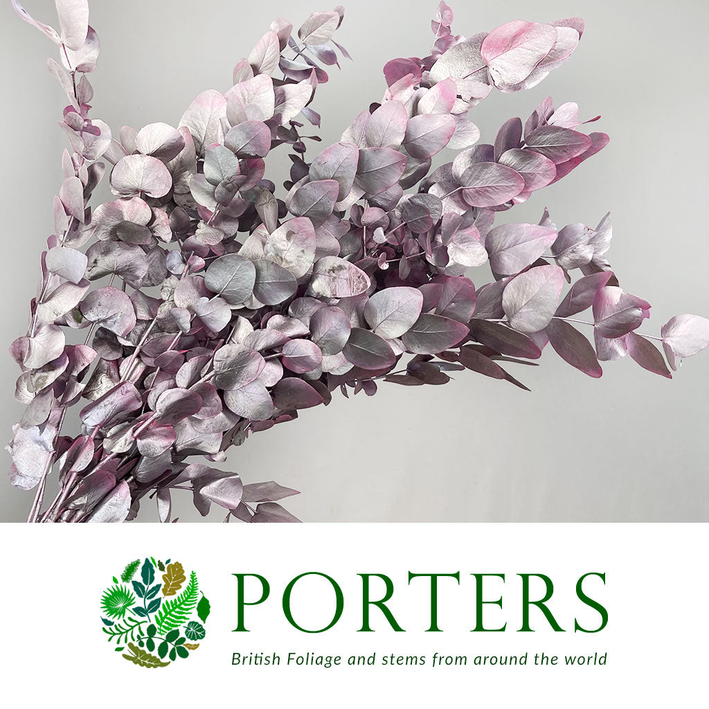 Eucalyptus 'Cinerea' (Painted) (Various Colours)