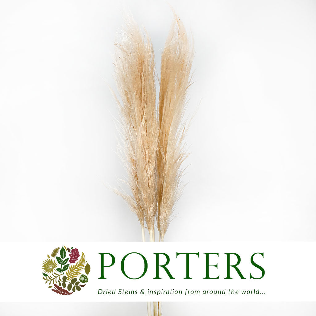 Grass &#39;Pampas&#39; (Evita) (Bleached) (DRY) (Various Sizes)