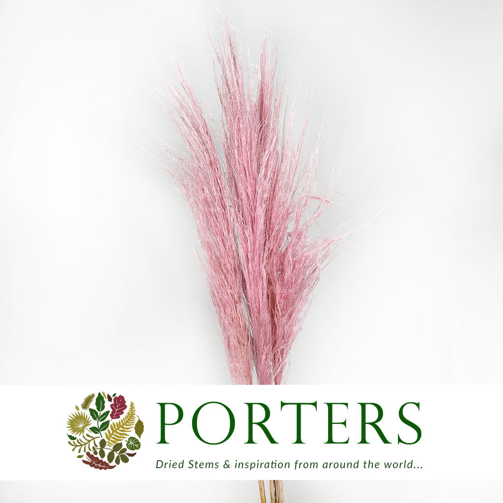 Grass 'Pampas' (Evita) (Various Colours) (DRY) 120cm (x5)