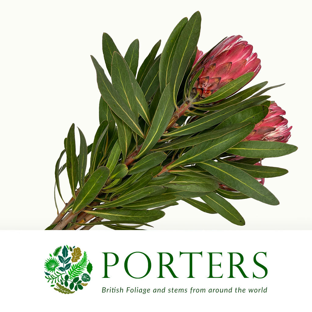 Protea &#39;Red Ice&#39; (Various Lengths)