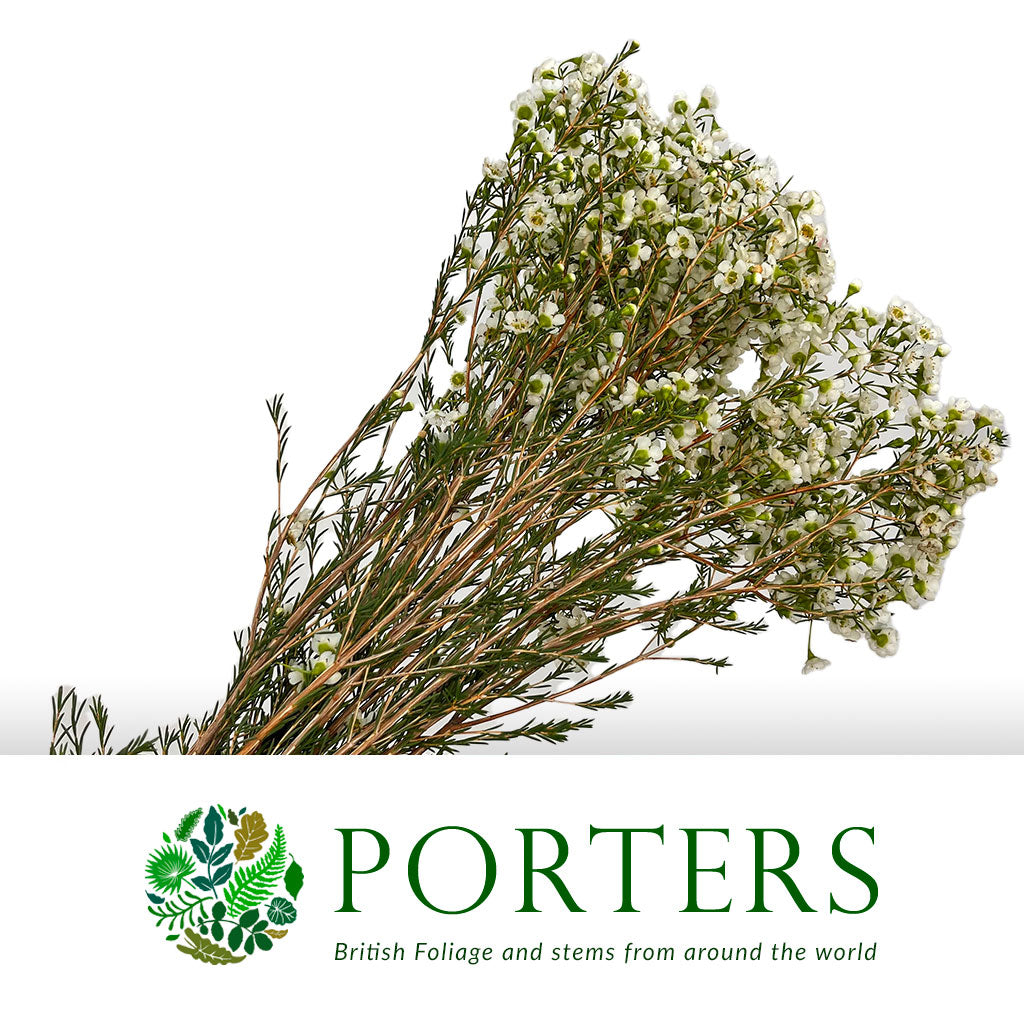 Wax Flower &#39;Crystal Pearl&#39; (Various Lengths)