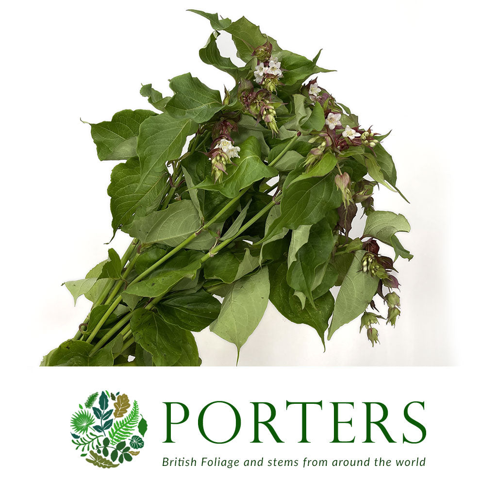 Pheasant Bush (Cultivated E) (Various Sizes)
