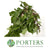 Pheasant Bush (Cultivated E) (Various Sizes)