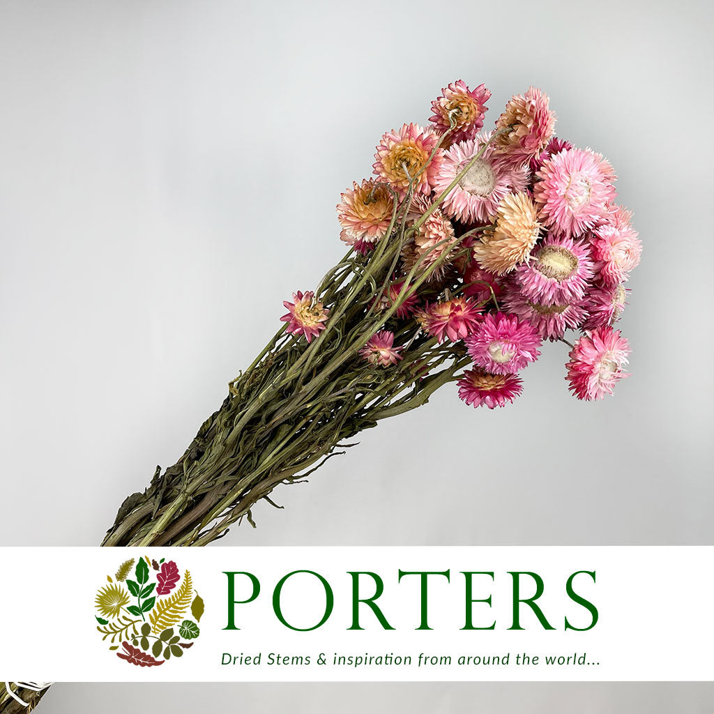 Helichrysum 'Flower' (DRY) (Various Colours) 50cm