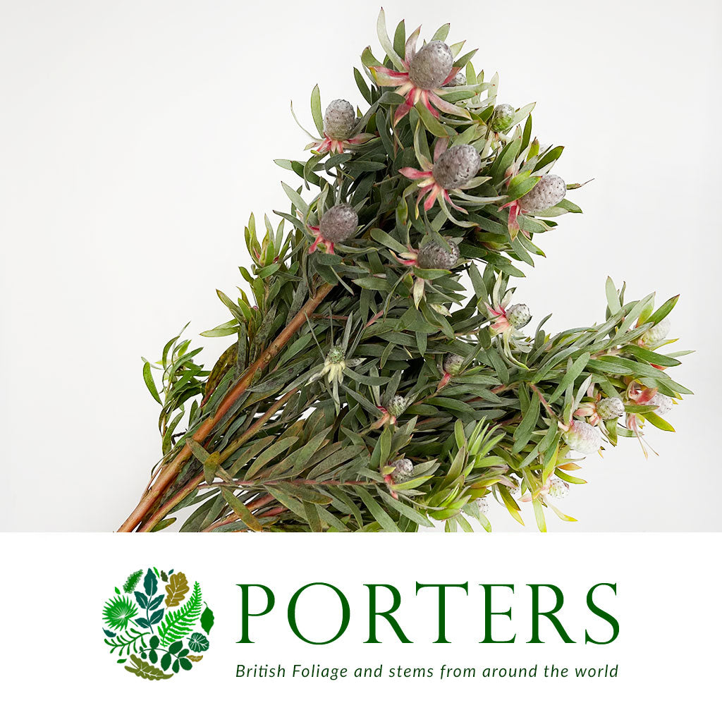 Leucadendron &#39;Ayoba Star Pearl&#39; (Various Lengths)