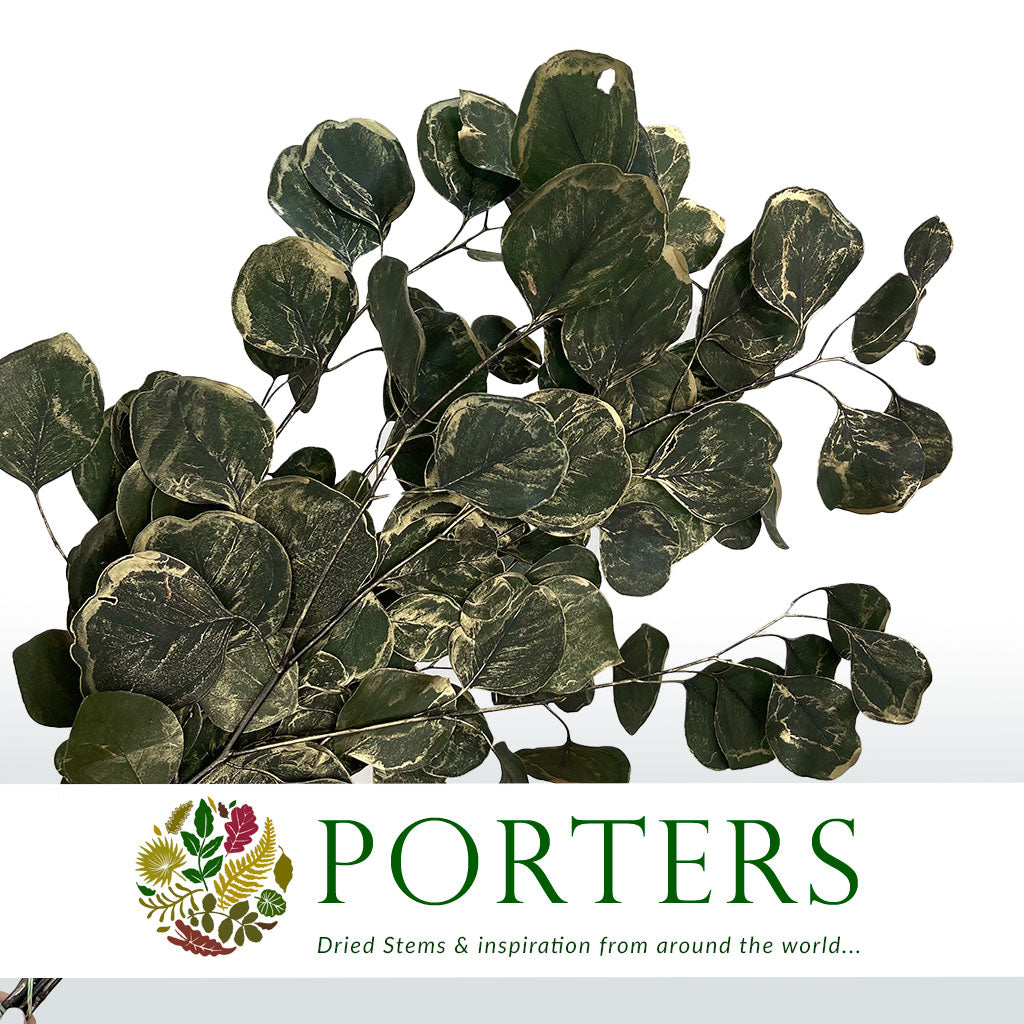 Eucalyptus &#39;Populus&#39; (Preserved) (Painted) (DRY)