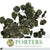Eucalyptus 'Populus' (Preserved) (Painted) (DRY)