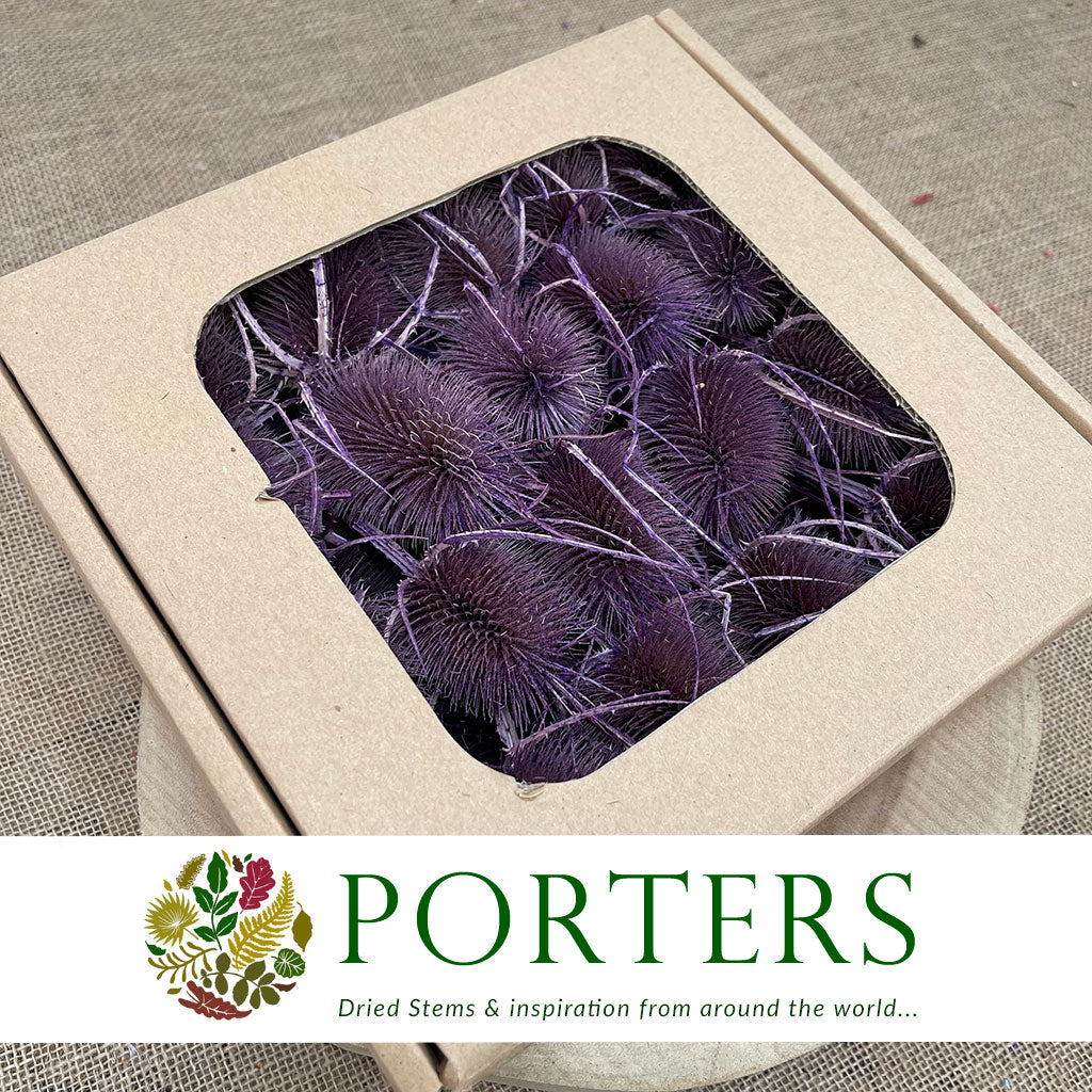 Thistle 'Heads' (Coloured/Bleached) (DRY) (Various Colours)