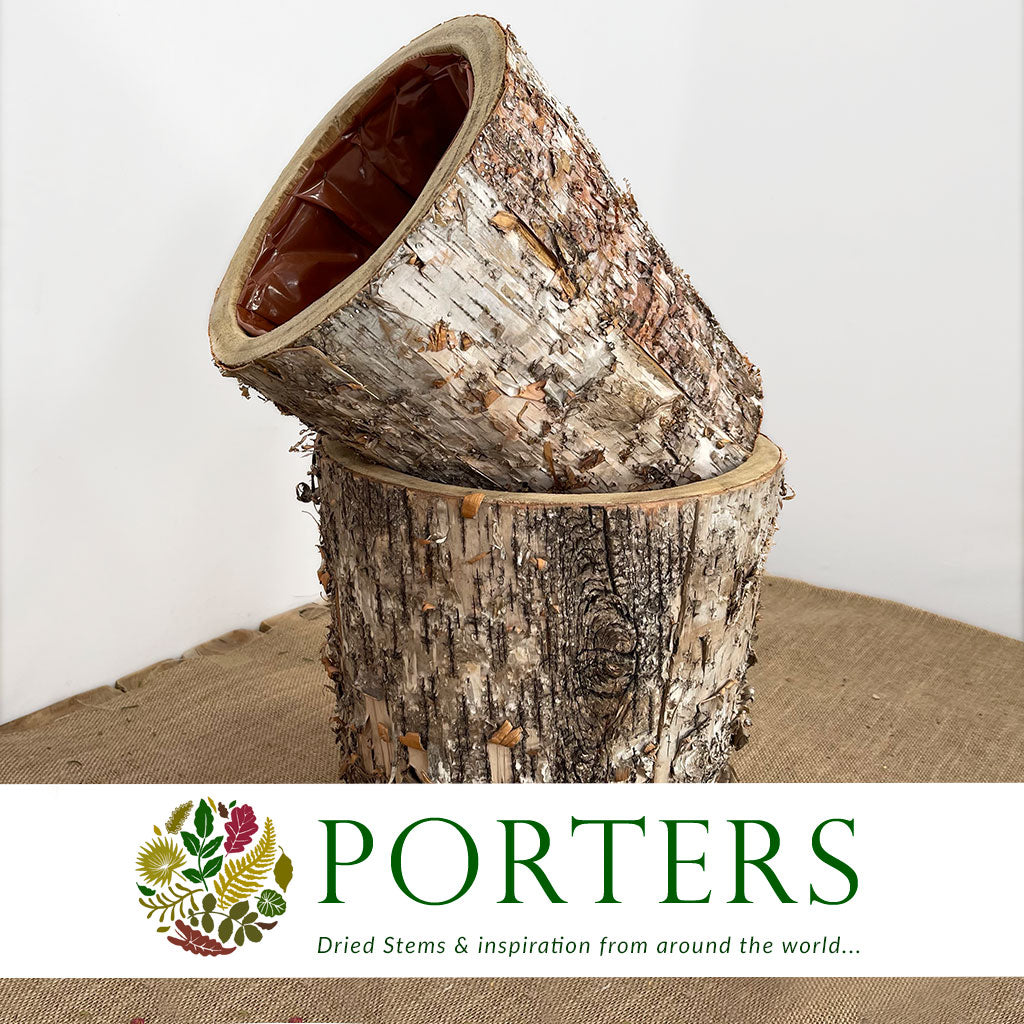 Birch Bark &#39;Planter&#39; Round &#39;Cubra&#39; (Set of 2) (Various Sizes)